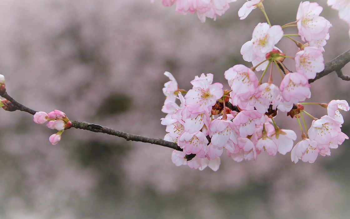 ag������Ϸ��(�й�)���Ź���