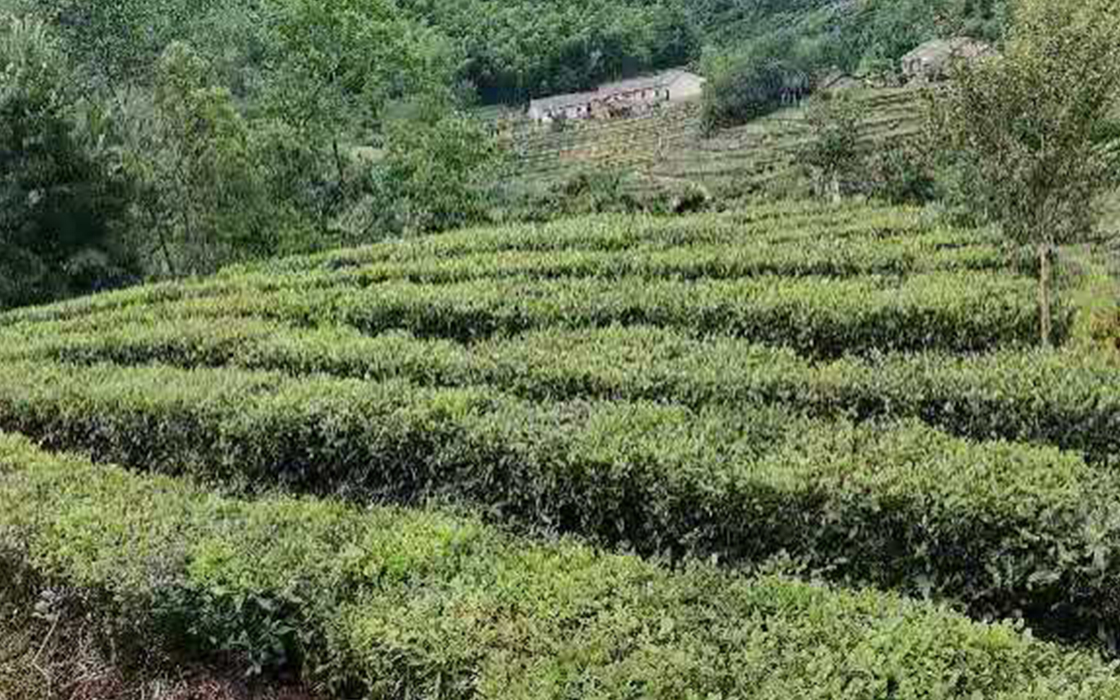 ag������Ϸ��(�й�)���Ź���